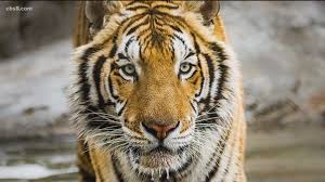 The series paints an intimate picture of the prodigy whose dedication and obsession with the game of golf not only took his fame and success to new heights, but also down a dark, spiraling road that eventually led to a legendary sports comeback, culminating in his victory. Tiger Dies Of Injuries At Lion S Tigers Bears Rescue In Alpine Cbs8 Com