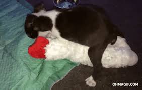 Teen And Dog Sex Gif Sperm