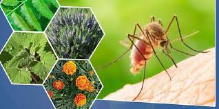 Pick lavender flowers about to open and place them in a dry and clean jar. These Plants Will Keep Mosquitoes Away From Your Home