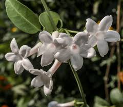 Image result for Kraussia floribunda