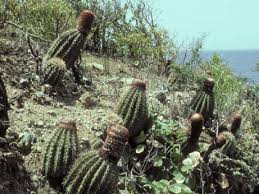 Cacti and succulents are a common houseplant and with the right care, they can live for years. Cactus Scrub On Limestone Subtrate Guanica Puerto Rico Download Scientific Diagram
