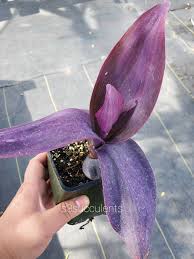 Image result for Tradescantia pallida