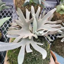 Image result for Platycerium