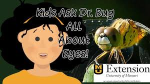 Kids Ask Dr. Bug: How Bugs Really See the World — Mind-Blowing Insect  Vision!