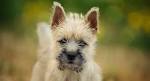 Cairn Terrier | Oakdale Veterinary Group
