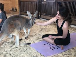 Read more on boulder daily camera. You Can Do Yoga With Kangaroos At Colorado S Zoo Chateau