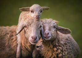 A Happy Goat Family Animals Beautiful Animals Animal Planet