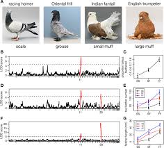 Molecular Shifts In Limb Identity Underlie Development Of