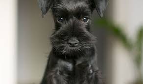 Related:miniature schnauzer for sale miniature schnauzer puppy for sale. Grace Adorable Black Female Mini Schnauzer Puppies For Sale