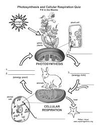 Learn More About Cellular Respiration On Exploringnature Org Photosynthesis And Cellular Respiration Cellular Respiration Science Cells