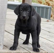 Black And Tan Labrador For Sale Nibbles Is A Female Labrador Retriever Puppy For Sale At Puppyspot Call Us Today To Le Labrador Retriever Puppies Golden Retriever Labrador Labrador Retriever