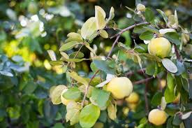 This chart is a rough reference. Premium Photo Harvest Concept Quince Cydonia Oblonga Ripe Fruit Quinces On Tree Quince Closeup Organic Natural Quince Apples On Tree For Autumn Vitamins Vegetarianism Fruits Growing Organic Fruits On Farm