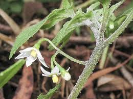 Image result for Solanum sp. A