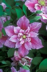 Check spelling or type a new query. Clematis Piilu Aka Little Duckling Clematis Flores Fotografia Flores