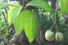 Image result for Maranthes goetzeniana