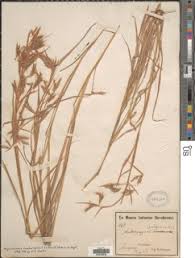 Image result for Hyparrhenia tamba