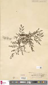 Image result for Euphorbia polycnemoides