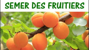 Semer Des Arbres Fruitiers Semer Des Noyaux Et Pepins En 2020 Arbre Fruitier Fruitier Arbre