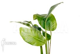 Die merkmalskombination zwittrige blüten und fehlen der blütenhüllblätter kommt innerhalb der araceae nur bei den nah verwandten gattungen monstera, heteropsis, rhodospatha und stenospermation vor. Araflora Exotic Flora More Rhodospatha Latifolia L