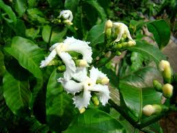 Image result for Tabernaemontana ventricosa