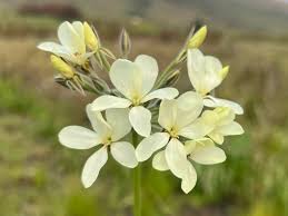 Image result for Moraea inyangani