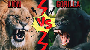 Maybe you would like to learn more about one of these? Lion Vs Silverback Gorilla Who Would Win In A Brutal Fight Who Is More Stronger Youtube