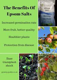 Is epsom salt good for plants? The Benefits Of Epsom Salts Growing Guides