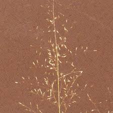 Image result for Eragrostis pilosa