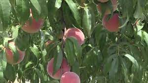 It is owned and operated by brothers pat and jon kelley. Tennessee Peaches At Forgie S Fruit Farm Youtube