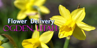 We offer the largest selection of flowers & decor floral in utah. The 7 Best Options For Flower Delivery In Ogden Utah 2021