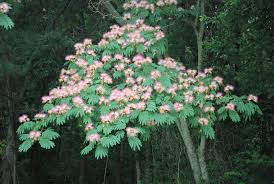 Image result for Mimosa