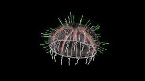 Your flower hat jellyfish stock images are ready. Flower Hat Jellyfish Limnomedusae Download Free 3d Model By N N 412cb3a