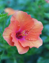 Maybe you would like to learn more about one of these? Coral Flowers The Trending Color Your Garden Needs Now Longfield Gardens