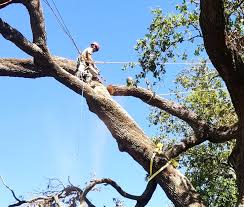 Gardner Tree Service