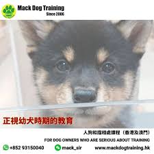 同學為新手狗主 新飼養了一頭柴犬幼犬 約兩個月大 dog training dog training tips dog owners