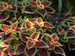 Image result for Coleus foliatus