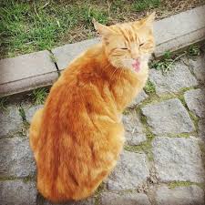Bird Videos For Cats To Watch Online Watch The Best Youtube Videos Online Meoooooooooooow Cat Cats Photographers Photographer Nature Dog Animal Bird World Work Hollyw Natural Dog Animals Cats