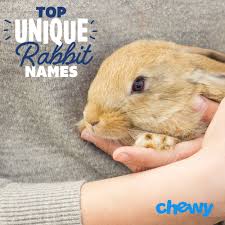 Rabbit Names For Your New Bunny Female Rabbit Names Rabbit Names Bunny Names