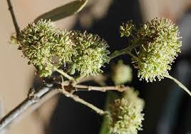 Image result for Boscia filipes