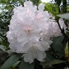 Rhododendron Loder S White Agm Rhododendron Welcome Flowers White Flowers