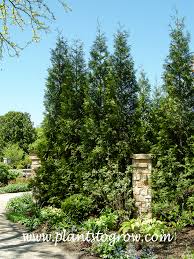 Image result for Hetaeria occidentalis