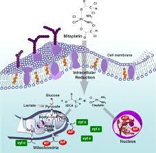 Mitaplatin A Potent Fusion Of Cisplatin And The Orphan Drug Dichloroacetate Pnas