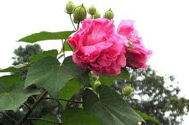 Image result for Hibiscus mutatus