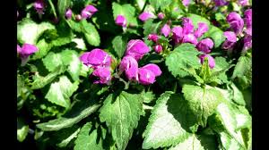 Maybe you would like to learn more about one of these? Best Perennials Lamium Purple Dragon Dead Nettle Youtube