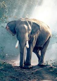 5 Animals That Never Sleep And How They Manage Without Elephant Pictures Animals Animals Beautiful