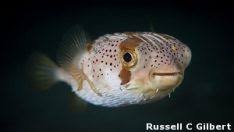 Pseudotropheus Socolofi Mavi Prenses Akvaryum Mavi