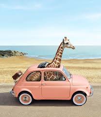 Italy Car Wallpaper Zurafalar Fiat 500 Hayvan Ilustrasyonlari