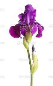 Stem With Deep Purple Iris Flower Isolated On White Purple Iris Iris Flowers Watercolor Flowers