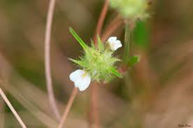 Image result for Justicia striata