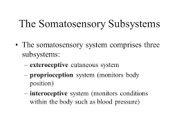 Somatosensory And Remaining Sensory Systems Ppt Video Online Download